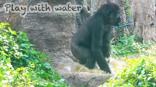 小金剛Jabali玩水好開心Jabali has fun playing with water#金剛猩猩 #gorilla