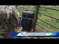 How to Make a Slow Hay Feeder from a Garbage Can | Hay Feeder