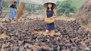 Efficient Commercial Chicken Farming: Maximize Profits \u0026 Reduce Raising Time