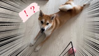 【柴犬】変な伏せをする柴犬