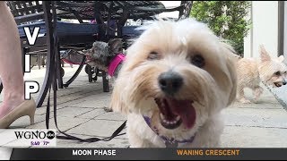 The NOPSI Hotel is a paw-some summer spot for you and your pup