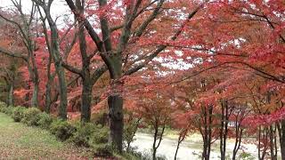 矢祭山公園「紅葉情報」2021年11月10日