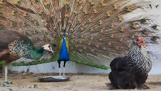 little hen teased the big peacock🦚🦚🐓🐓