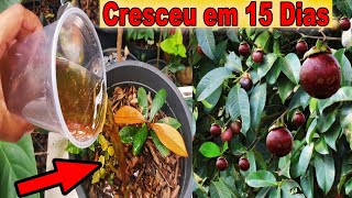 #MANGOSTÃO CRESCEU EM 15 DIAS Depois Que Fiz Isto! 😱🌳