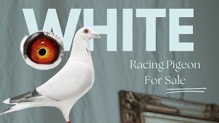 Top Quality White Racing Pigeon For Sale In Herbots Pigeons Auction