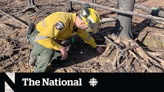 Crews watch for 'zombie fires' in Alberta