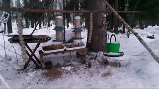 LINTUJEN JA ORAVAN RUOKINTA #birdfeeding #squirrelfeeder 7.2.  8-10