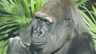 20211126 上野動物園　ニシゴリラ　ゴリラたちのランチタイム　モモコの傷はまだ赤い