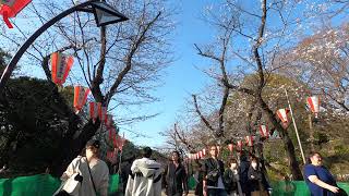 【4K】上野公園の桜 五分咲き？ Cherry Blossoms in Tokyo Ueno Park (hanami)東京観光 花見 桜の名所  日本櫻花 JAPAN 樱花 2020.03.21