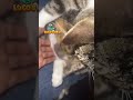 folgt uns für mehr lustige tier videos 😁✌🏽 viralshorts lustig süß kitty cat memesdaily