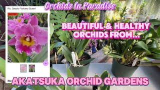 You may be shocked when you watch this video! Orchids from Akatsuka Orchid Gardens \u0026 more!