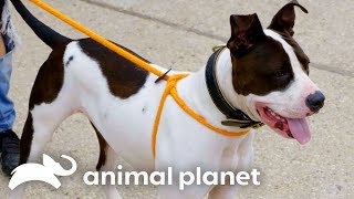 Frank Rescues a Pitbull Named Juice! | Pit Bulls \u0026 Parolees | Animal Planet