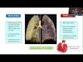 webinar recap airway oscillometry in pulmonary function testing