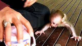 Poor baby monkey crying loudly ask milk sis so hungry