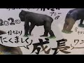 リュウ家族と双子ガール 134 ryu family u0026 twin girls chimpanzee