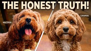 Maltipoo VS Cavapoo? The Honest Truth About Both Breeds