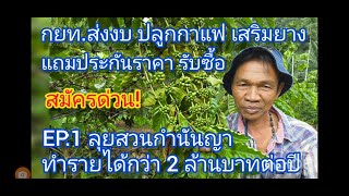 กยท.จัดสรรงบปลูกกาแฟเสริมยางพารา แถมประกันราคารับซื้อ EP :1