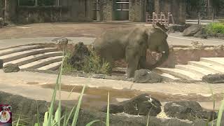 多摩動物公園２０２２年５月ライオン・アフリカゾウ・チーター