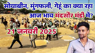 मंदसौर मंडी का भाव 21 जनवरी 2025 | Soybean Rates | Wheat Rate | Groundnut Rates #mandsaur_mandi_bhav