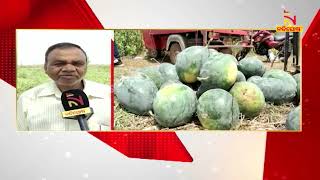 Kendujhar Farmer Cultivates Yellow Watermelon, Which Is Sweeter Than The Red Variant | NandighoshaTV