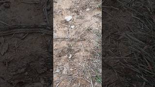 Small baby snake caughted on camera|| చిన్న పాము పిల్ల #yttelugushorts