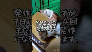 【観覧注意】てんかん発作動画 ジャックラッセルテリア マルちゃん7歳 2024.6.6 #shorts #dog #てんかん #発作 #Jack Russell Terrier #jrt #ともぞう