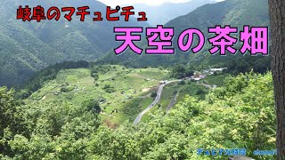 岐阜のマチュピチュ　天空の茶畑