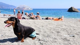 Crusoe the Dachshund Vacations in Italy, Cinque Terre