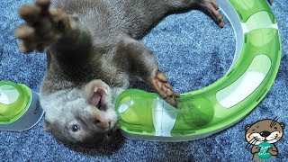 カワウソのビンゴが今年最大にハマった猫のおもちゃがコチラ(Otter Bingo favorite toy for 2018)