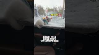 拼车拼到一只小猫，这谁能忍住不摸啊！#萌宠 #谁能拒绝傻憨憨的小猫咪#果冻是只可爱猫