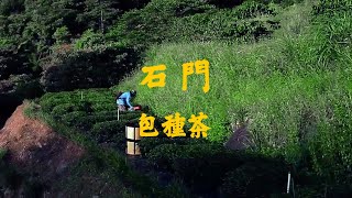 我「家鄉的」國產茶_國產茶創意影片大賽