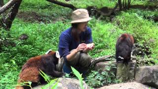 14.09 多摩動物公園 レッサーパンダのキーパーズトーク