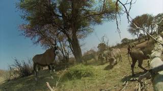 Huge Gemsbok Speared with Deadly Cold Steel.  Feel the Rush!!