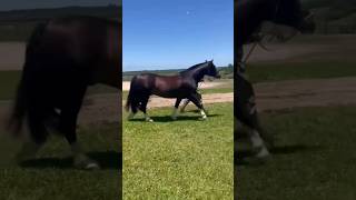 DON GONÇALO MELCHOR #geneticacrioula #abccc #horse #cavalocrioulo #freiodeouro #doma