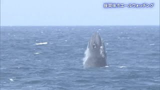 繁殖のため帰ってきたクジラたち　居心地よい海を目指して（沖縄テレビ）2023/2/16