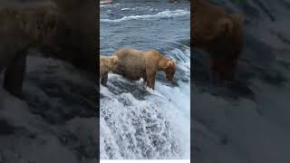 Bear catching fish in waterfall #shortvideo #shorts