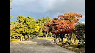 【4K】Colors of Autumn  | Japanese Park | Tsuruma Koen | Autumn 2021