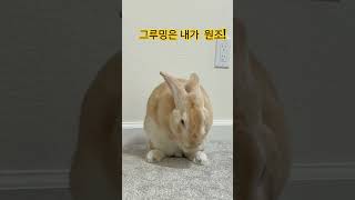 그루밍은 내가 최고! #토끼, #그루밍, #구독과좋아요