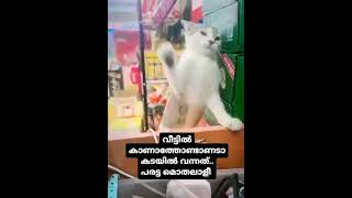 നീ ഇവിടെ വന്ന് ഒളിച്ചിരിക്കുവനോടാ മുതലാളി നിന്നെ ഇന്ന് ഞാൻ ശെരിയാക്കി താരാടാ🤣yt#cat#funny#comedy#sub