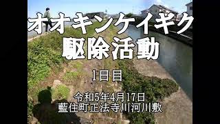 オオキンケイギク駆除作業1日目2023年4月17日