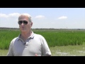 Hybrid Rice Breeding Program