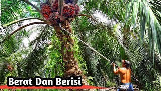 Berat berisi buah tanah gambut || panen sawit ditanah gambut