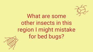 What Bugs Look Like Bed Bugs?
