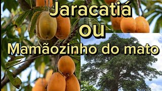 Jaracatiá, ou mamãozinho do mato