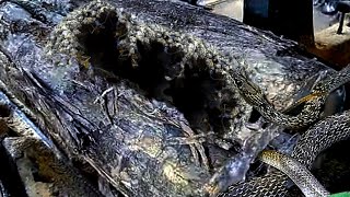 Hollow Wood Infested with Venomous Snakes in a Sawmill