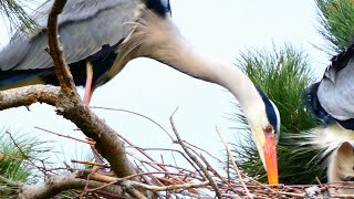 NATURE - Herons nests and chicks - Parc de la Courneuve - island of gray herons