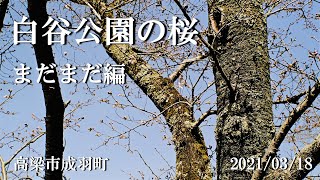 白谷公園の桜並木　まだまだ編　＜ 高梁市成羽町：2021/03/18 ＞　移動中に立ち寄りましたが、まだ早いようです。