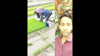 ধানের চারা গাছ দেখুন কিভাবে তোলা হয় #shotsvideo #shotrs #shots #shots