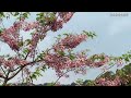 慢遊芎林花旗木秘境｜初夏花旗木粉紅花海賞景之旅｜台灣新竹觀光旅遊景點推薦