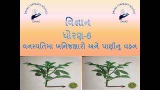 વનસ્પતિમા ખનિજક્ષારો અને પાણીનુ વહન।vanaspatima khanijxaro ane paaninu vahan|vanaspatima vahan|